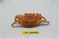 藏品(鱗形斜紋蟹)的圖片